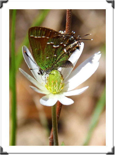 The London Art Museum Online